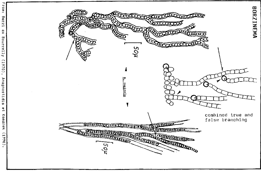 Представитель Семейства Borzinemataceae